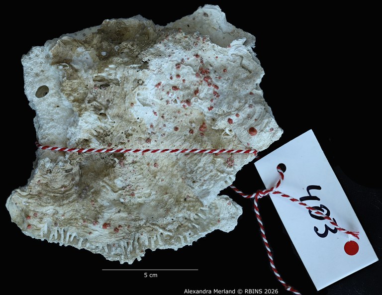 BE-RBINS-INV-INV-182584-Galaxea-paucisepta-st-403 bis.jpg