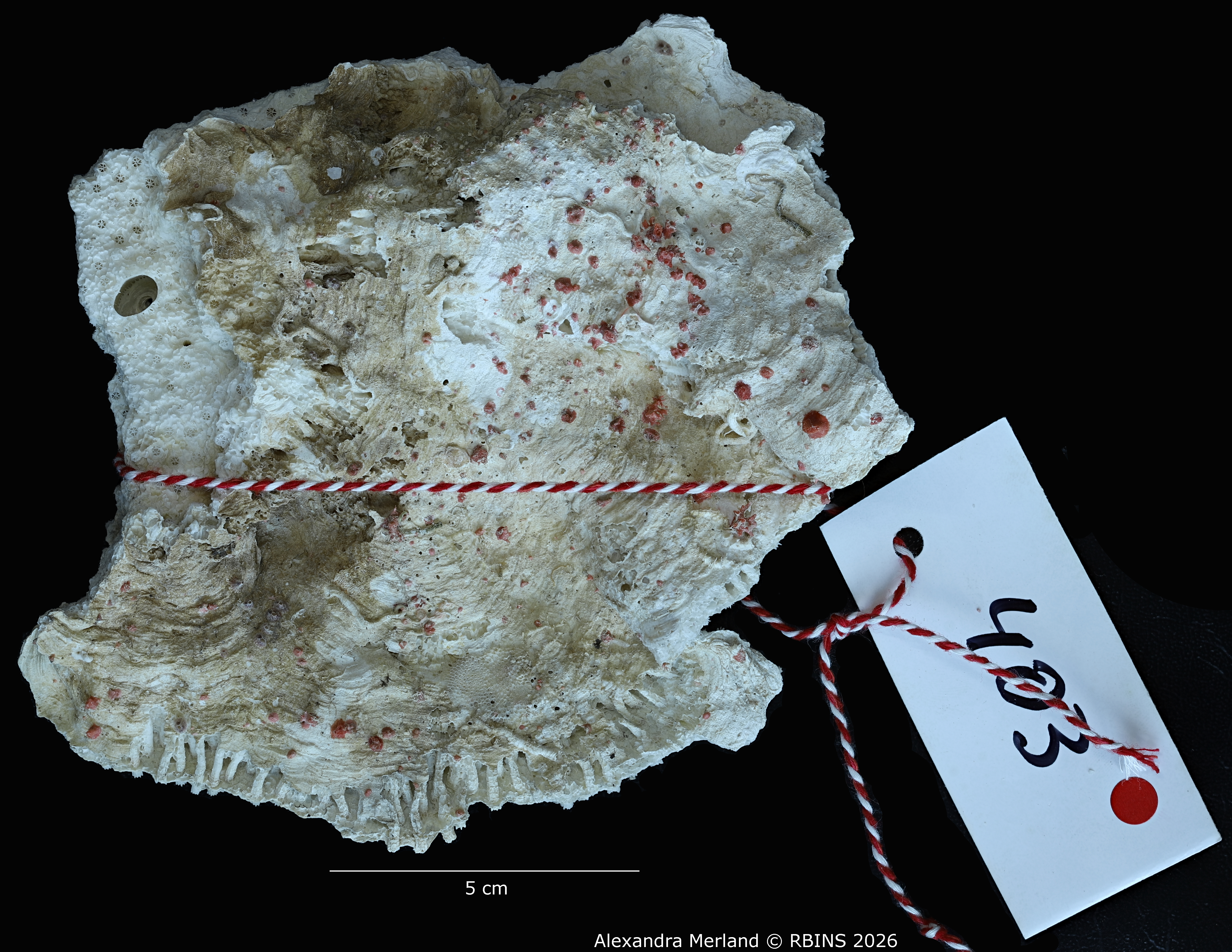 BE-RBINS-INV-INV-182584-Galaxea-paucisepta-st-403 bis.jpg