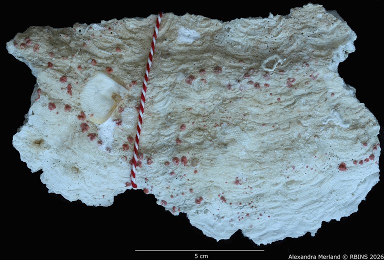 BE-RBINS-INV-INV-182584-Galaxea-paucisepta-st-404 bis.jpg