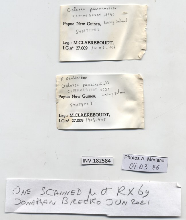 BE-RBINS-INV-INV-182584-Galaxea-paucisepta-st-label.jpg