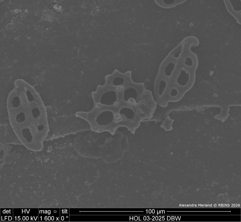 HOL 03-2025 DBW_015.jpg