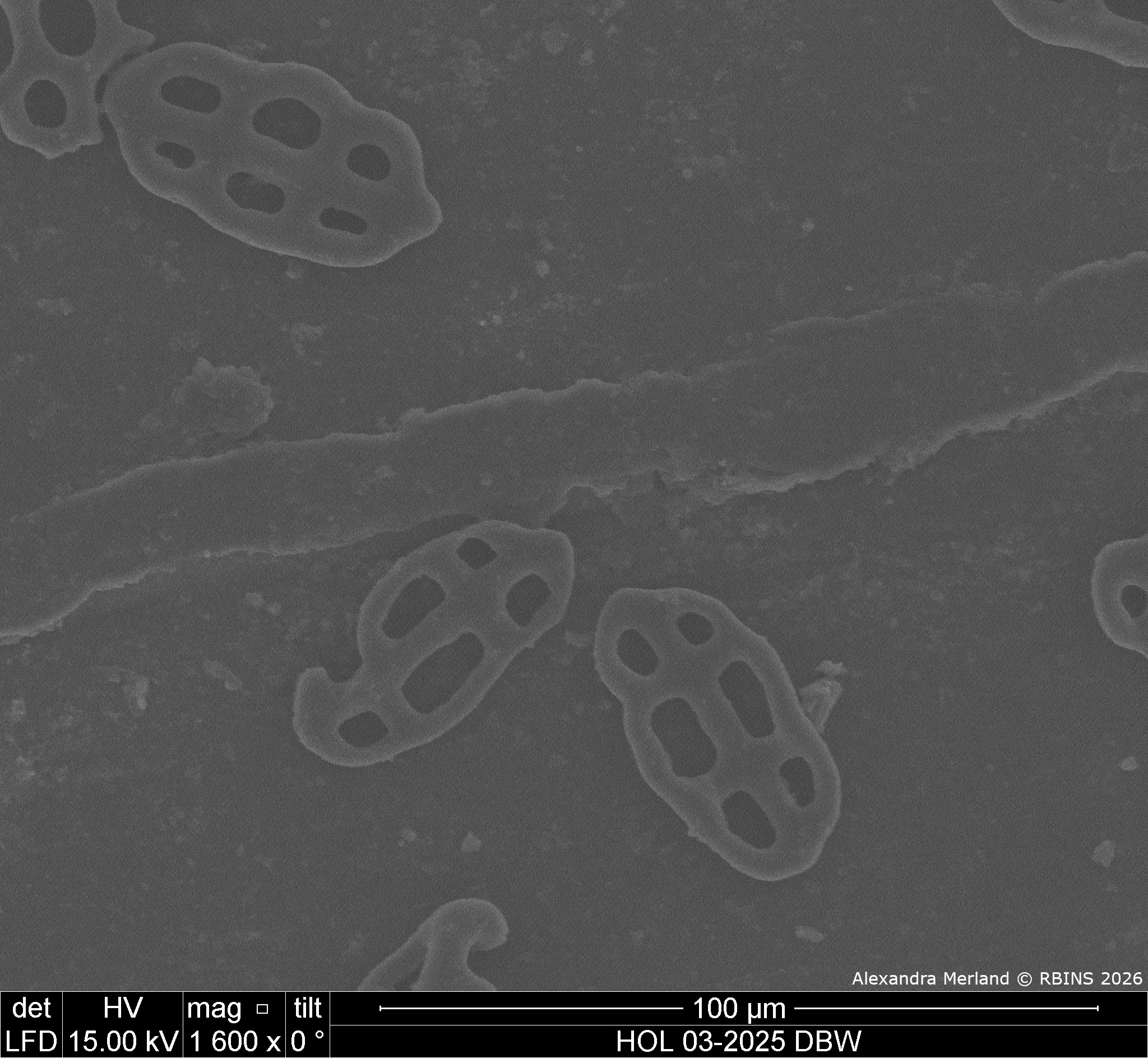 HOL 03-2025 DBW_016.jpg