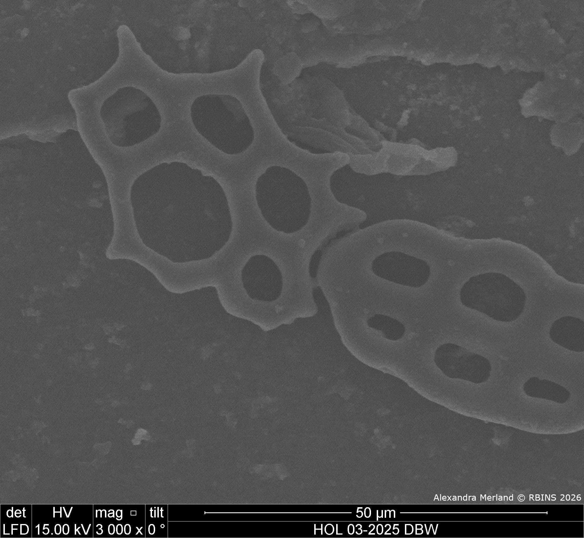 HOL 03-2025 DBW_017.jpg