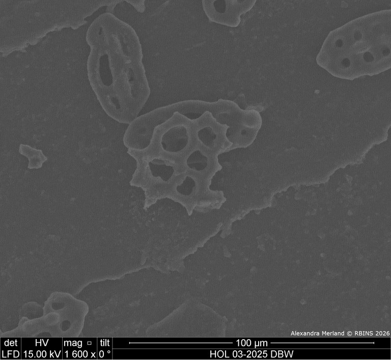 HOL 03-2025 DBW_025.jpg