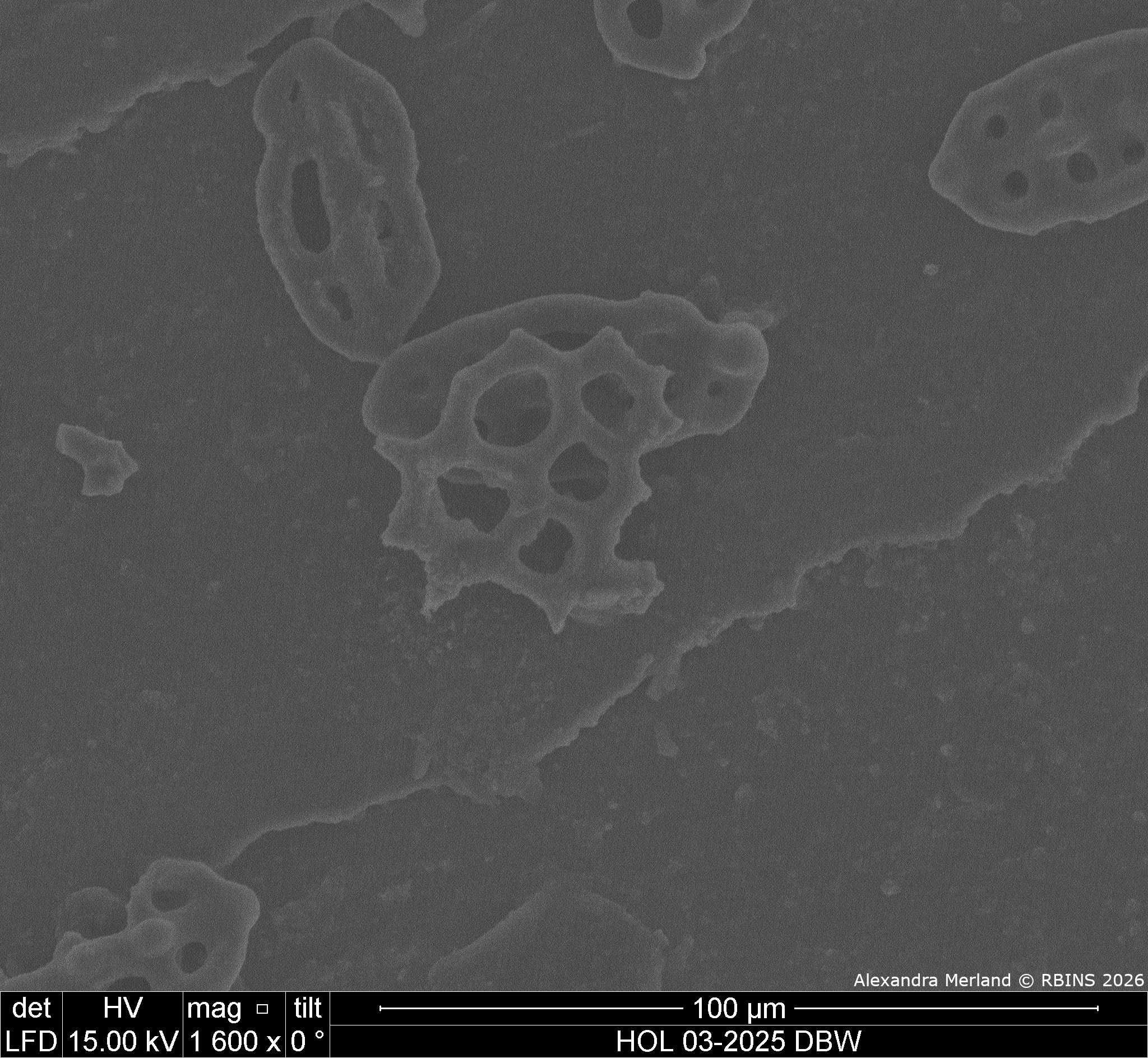 HOL 03-2025 DBW_025.jpg