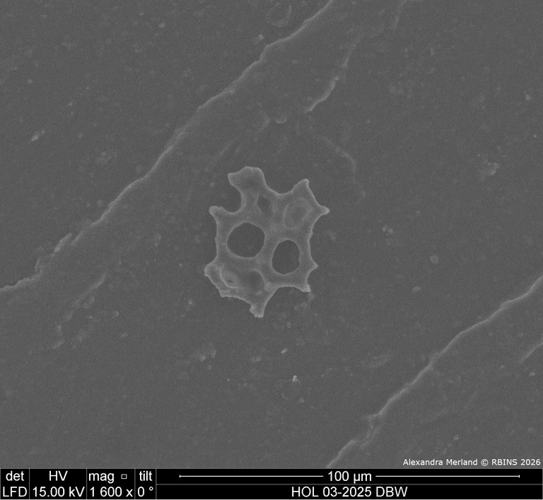 HOL 03-2025 DBW_089.jpg