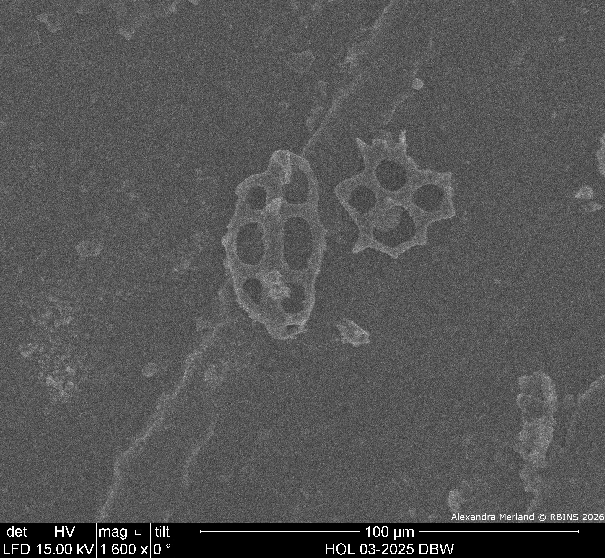 HOL 03-2025 DBW_104.jpg