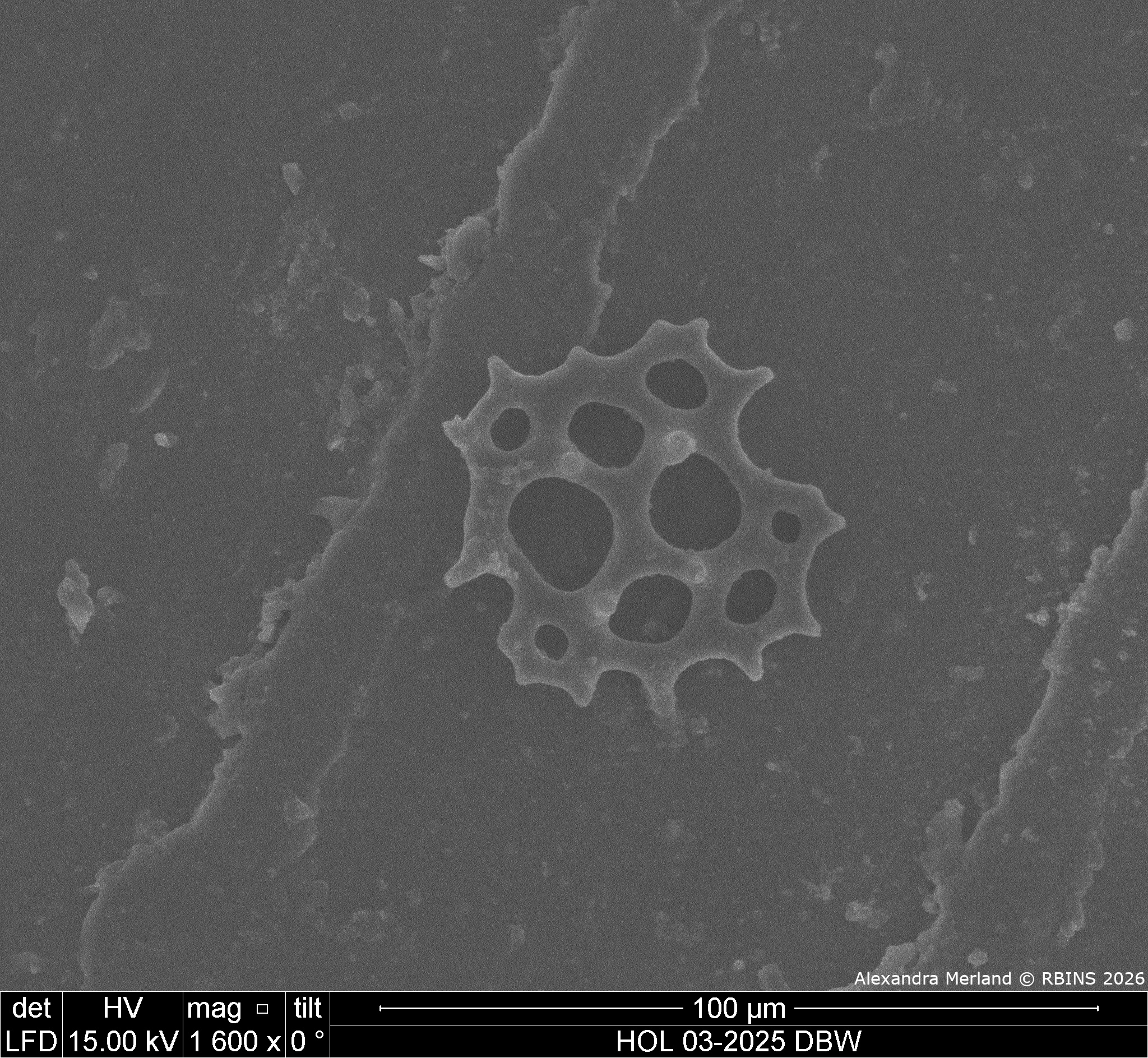 HOL 03-2025 DBW_107.jpg