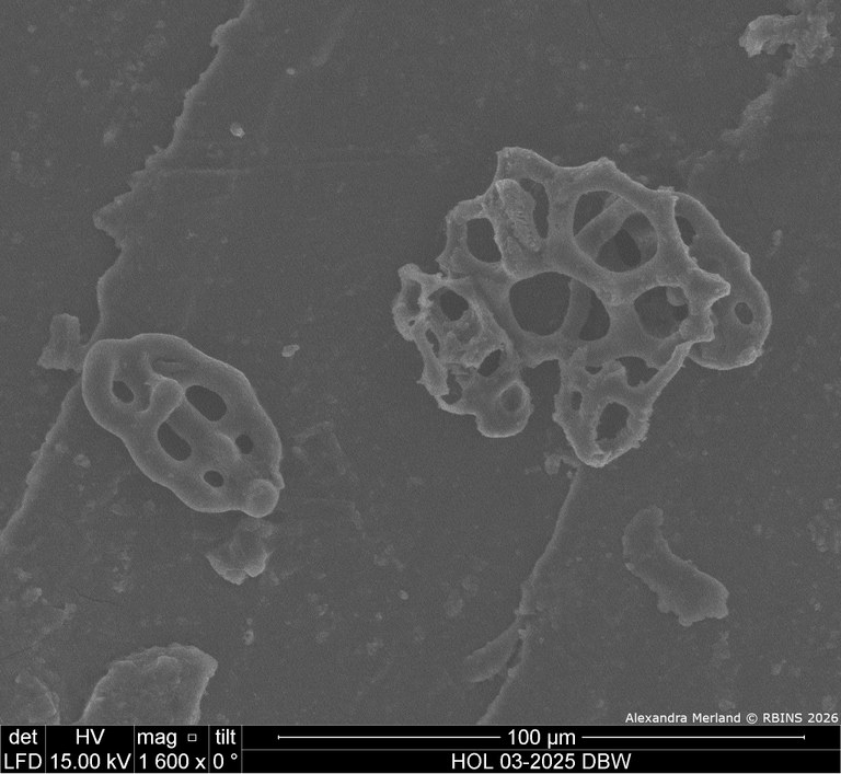 HOL 03-2025 DBW_108.jpg