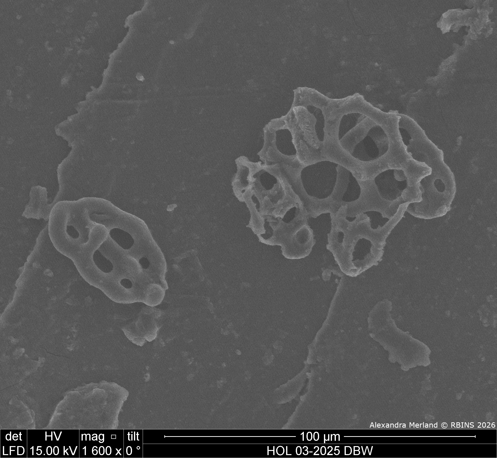 HOL 03-2025 DBW_108.jpg