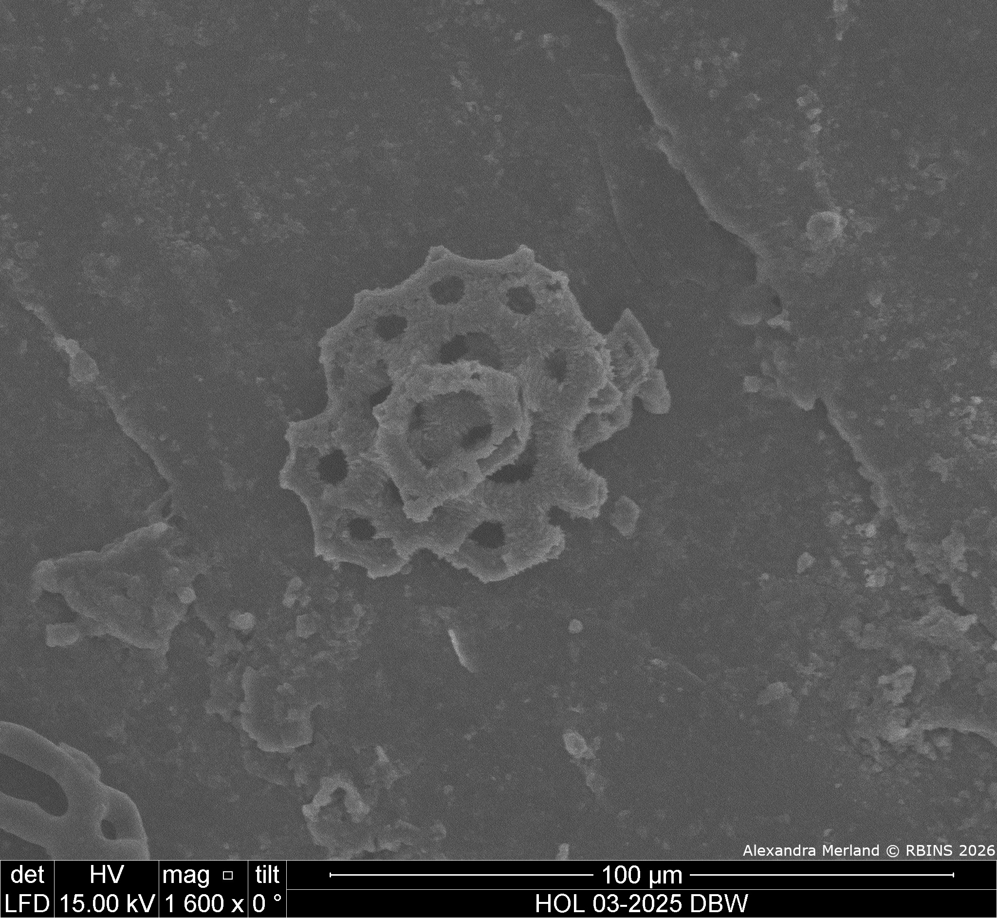 HOL 03-2025 DBW_120.jpg