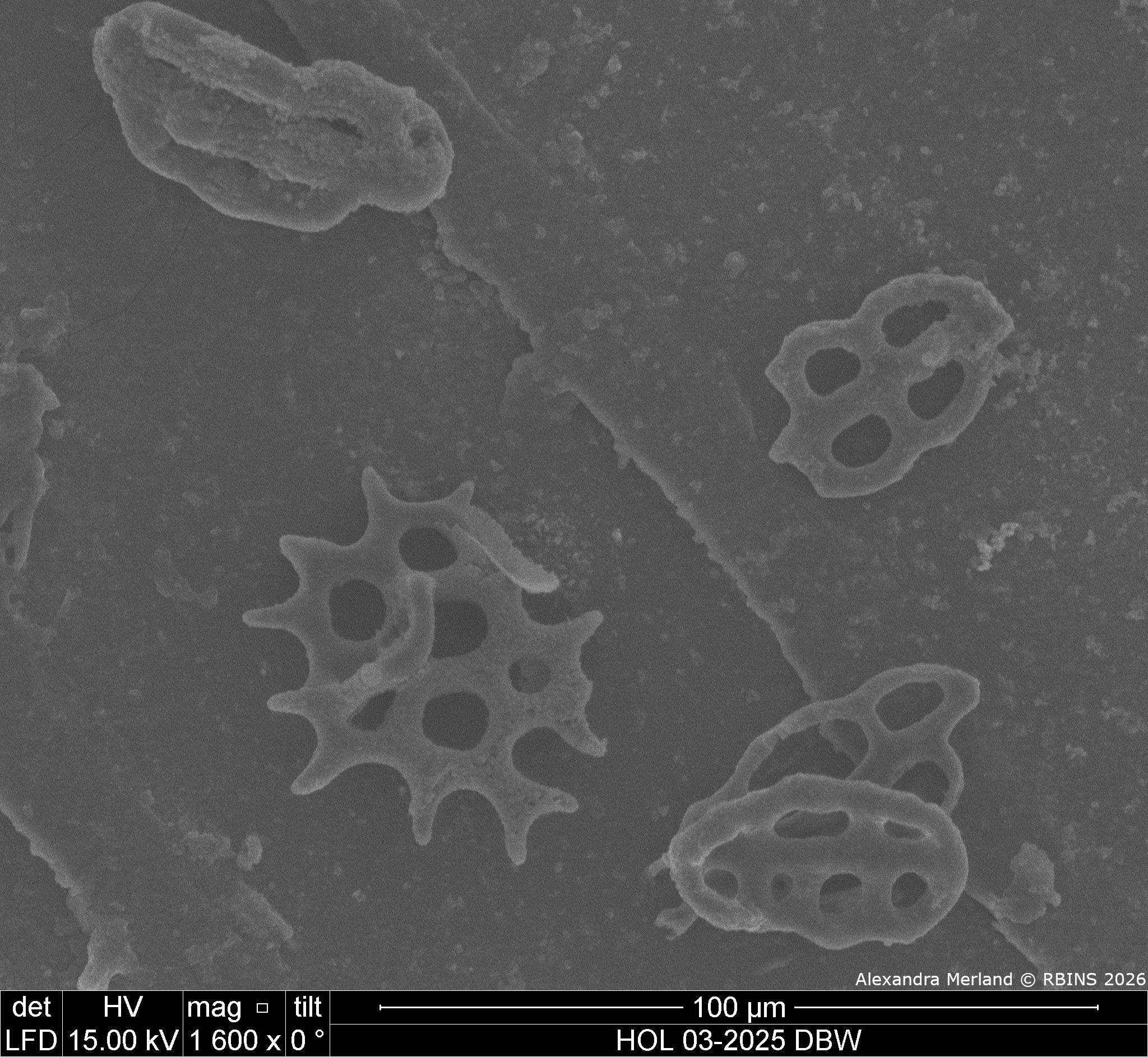 HOL 03-2025 DBW_126.jpg