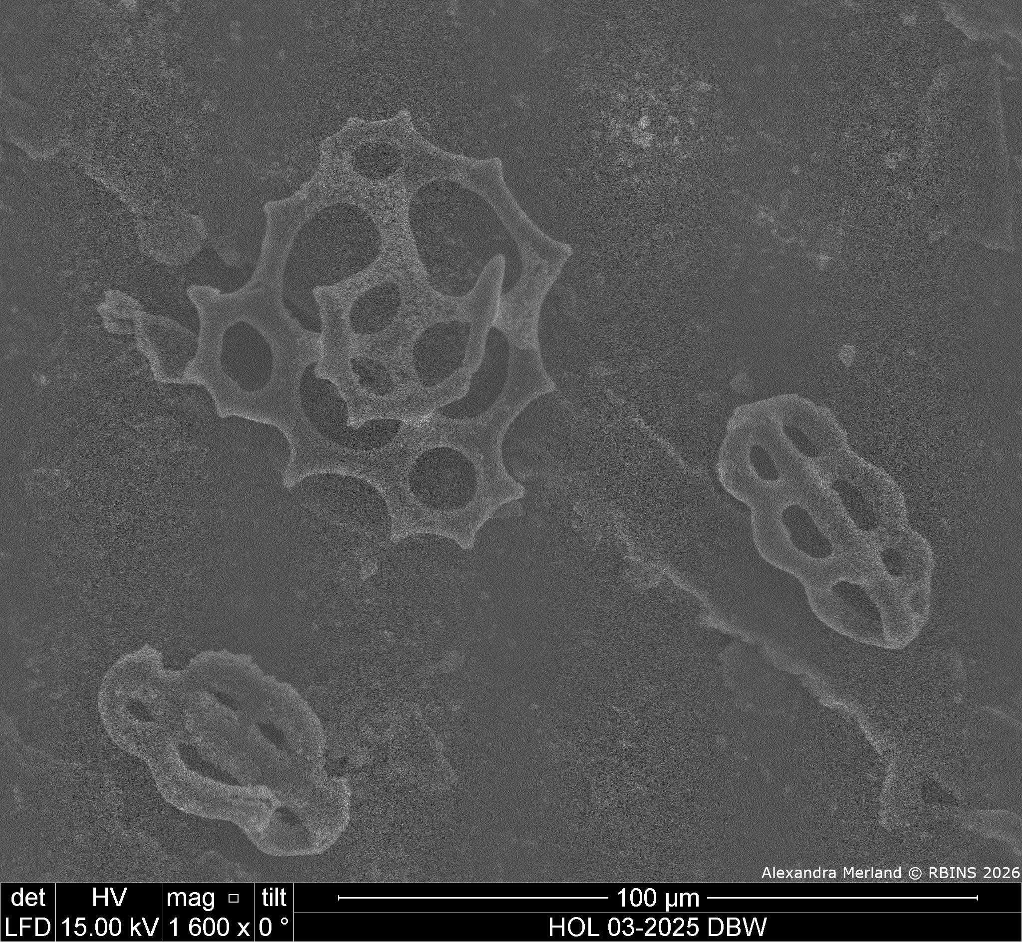 HOL 03-2025 DBW_132.jpg