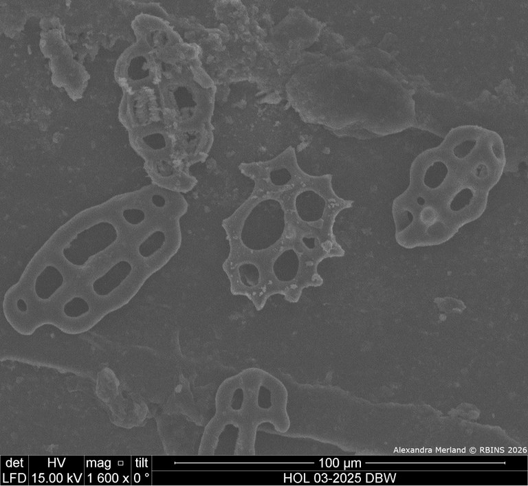 HOL 03-2025 DBW_133.jpg