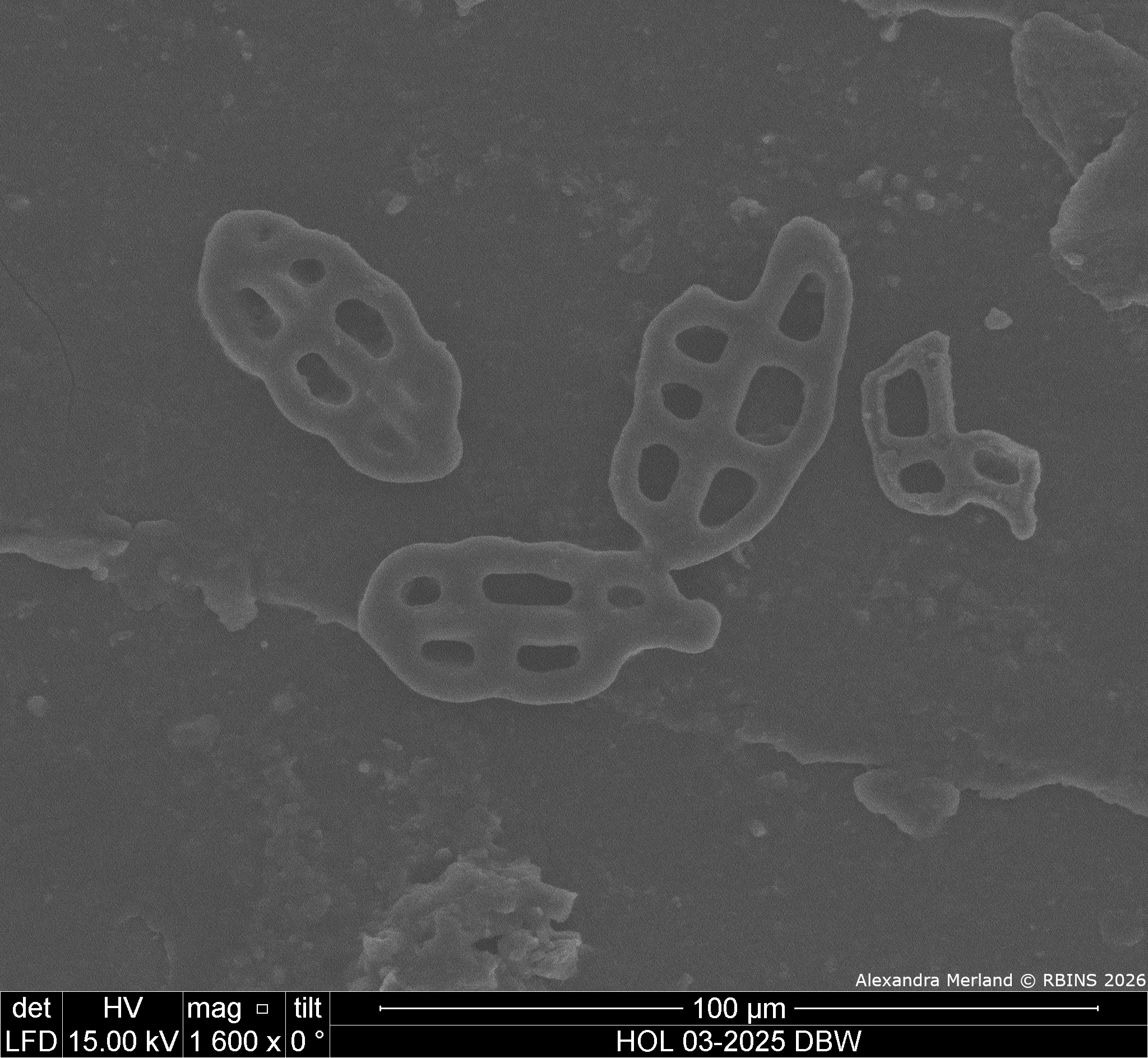 HOL 03-2025 DBW_138.jpg