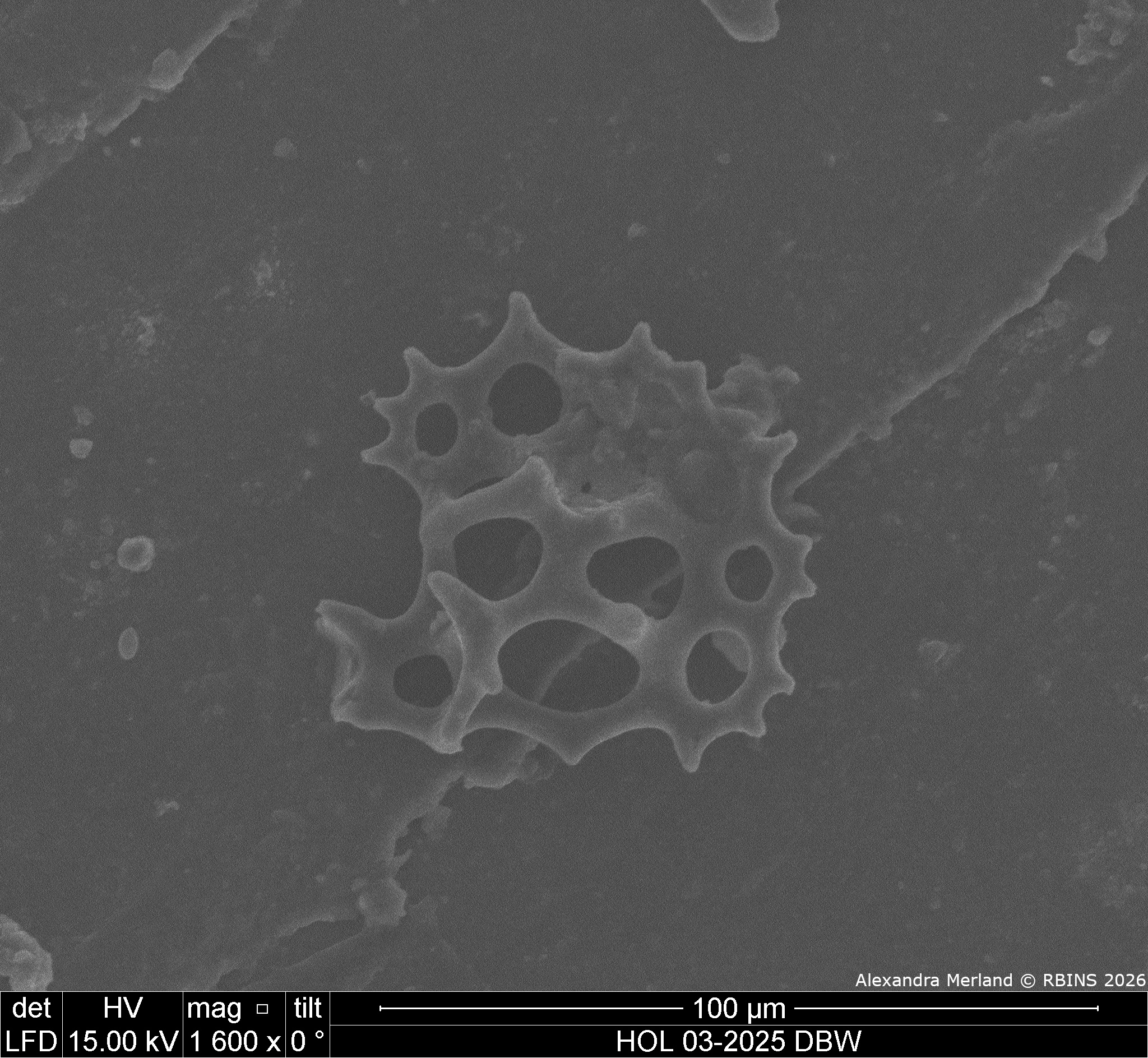 HOL 03-2025 DBW_149.jpg