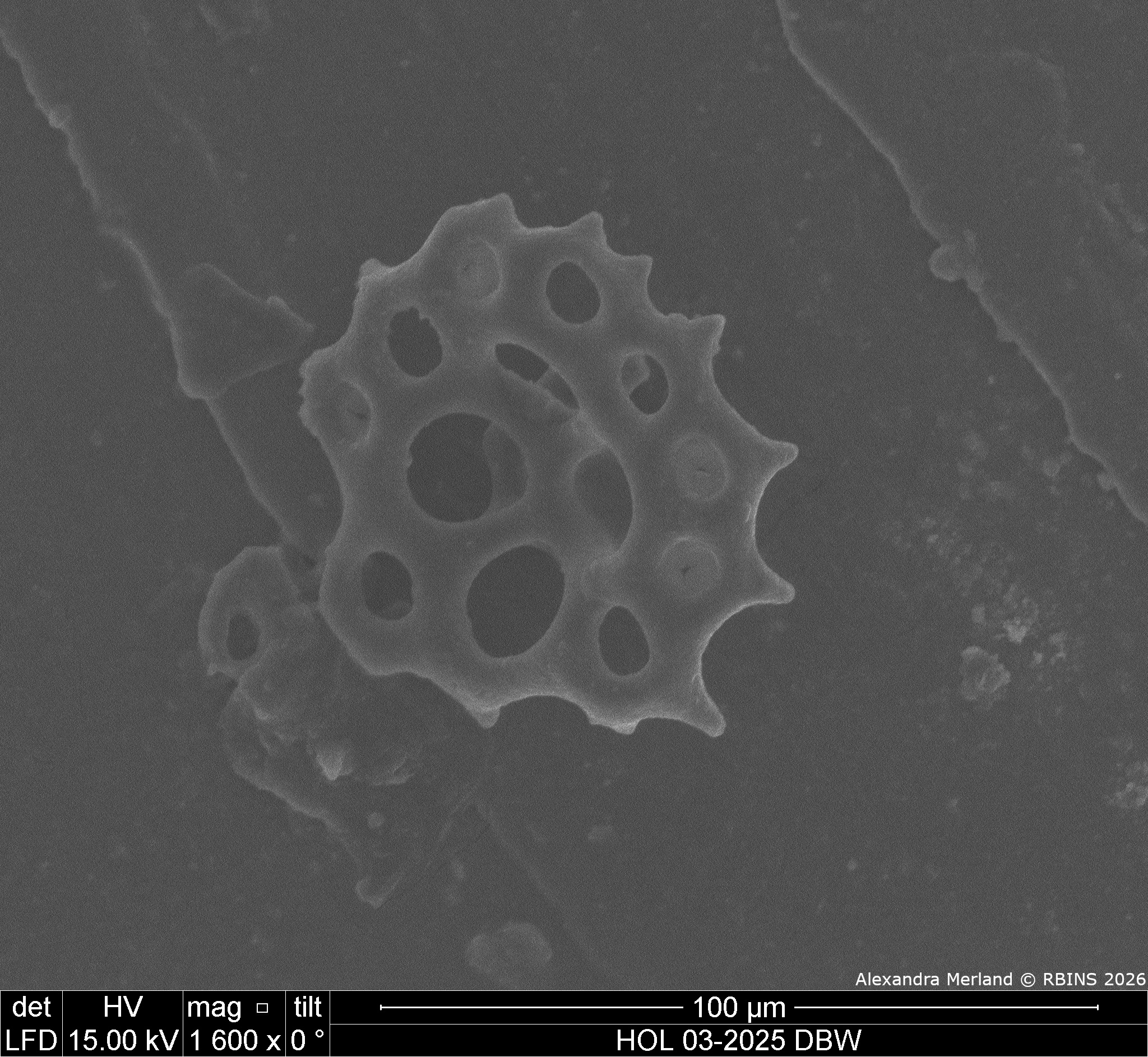 HOL 03-2025 DBW_158.jpg