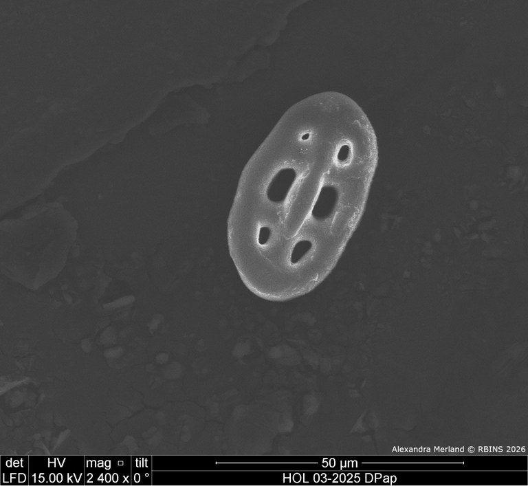 HOL 03-2025 DPap_011.jpg