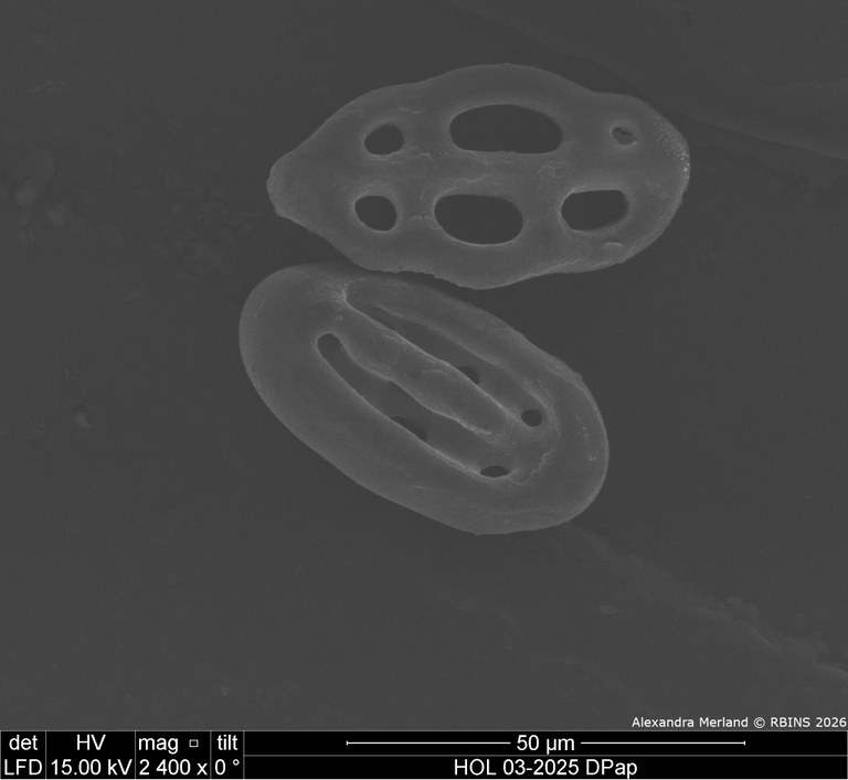 HOL 03-2025 DPap_044.jpg