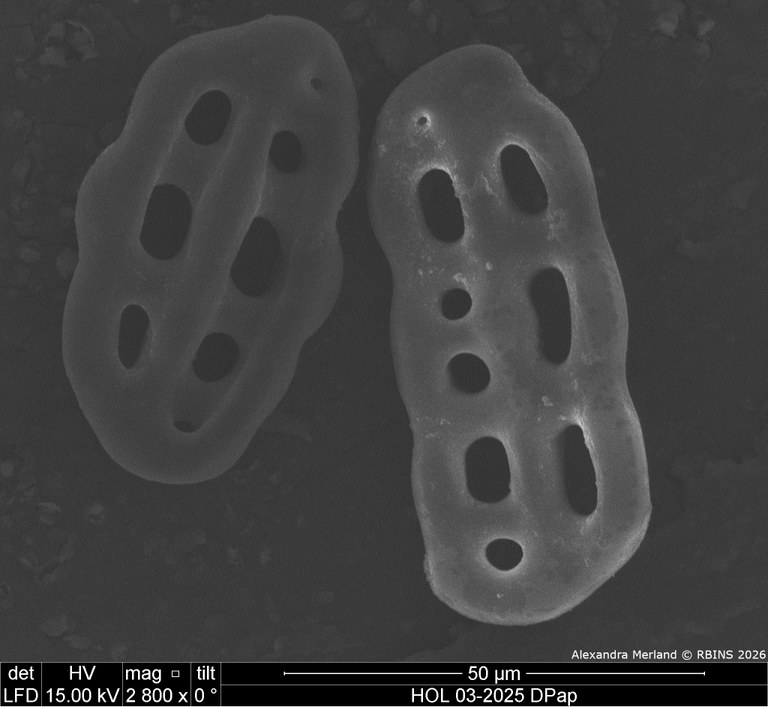 HOL 03-2025 DPap_060.jpg