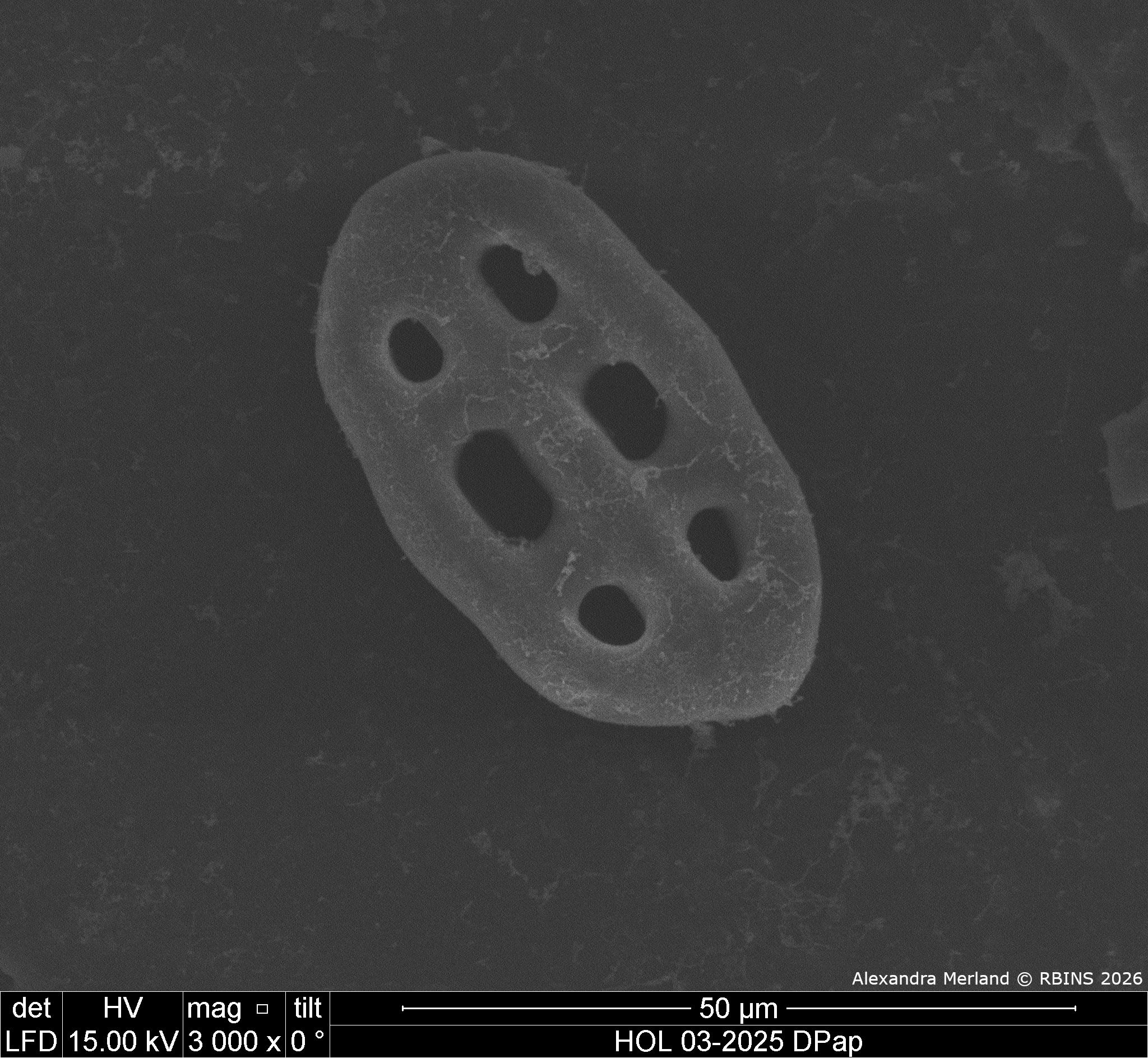 HOL 03-2025 DPap_076.jpg