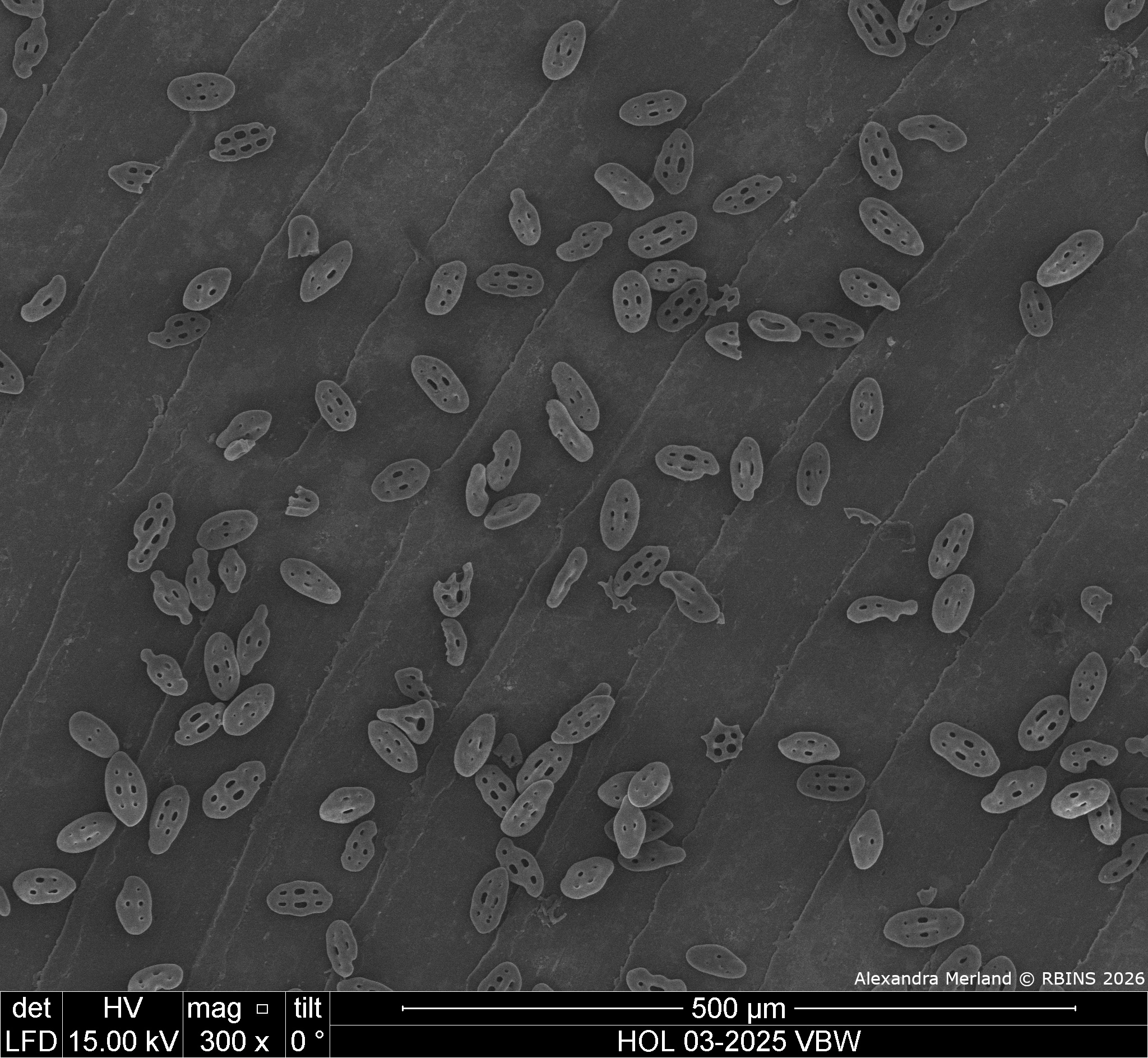 HOL 03-2025 VBW_001.jpg