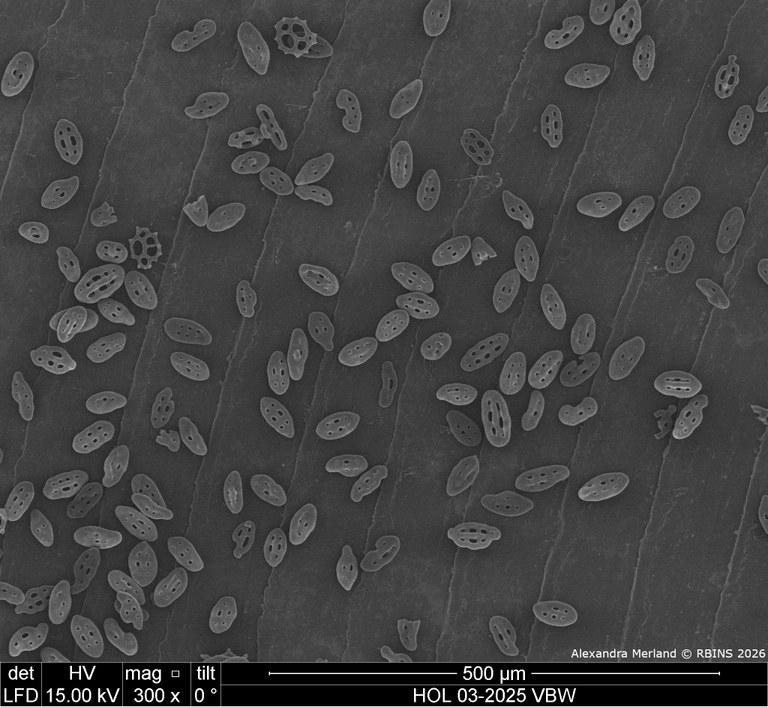 HOL 03-2025 VBW_002.jpg