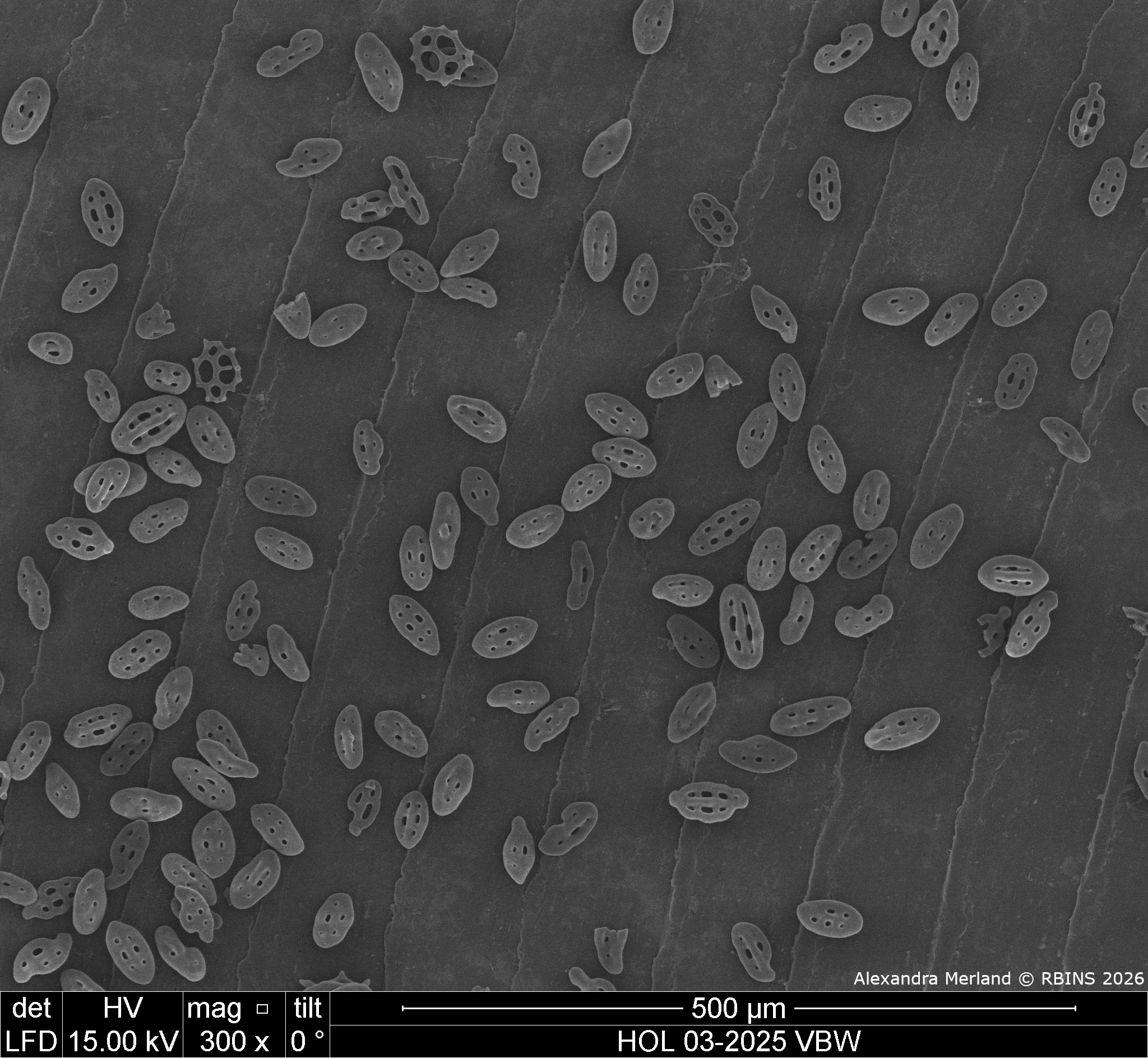 HOL 03-2025 VBW_002.jpg