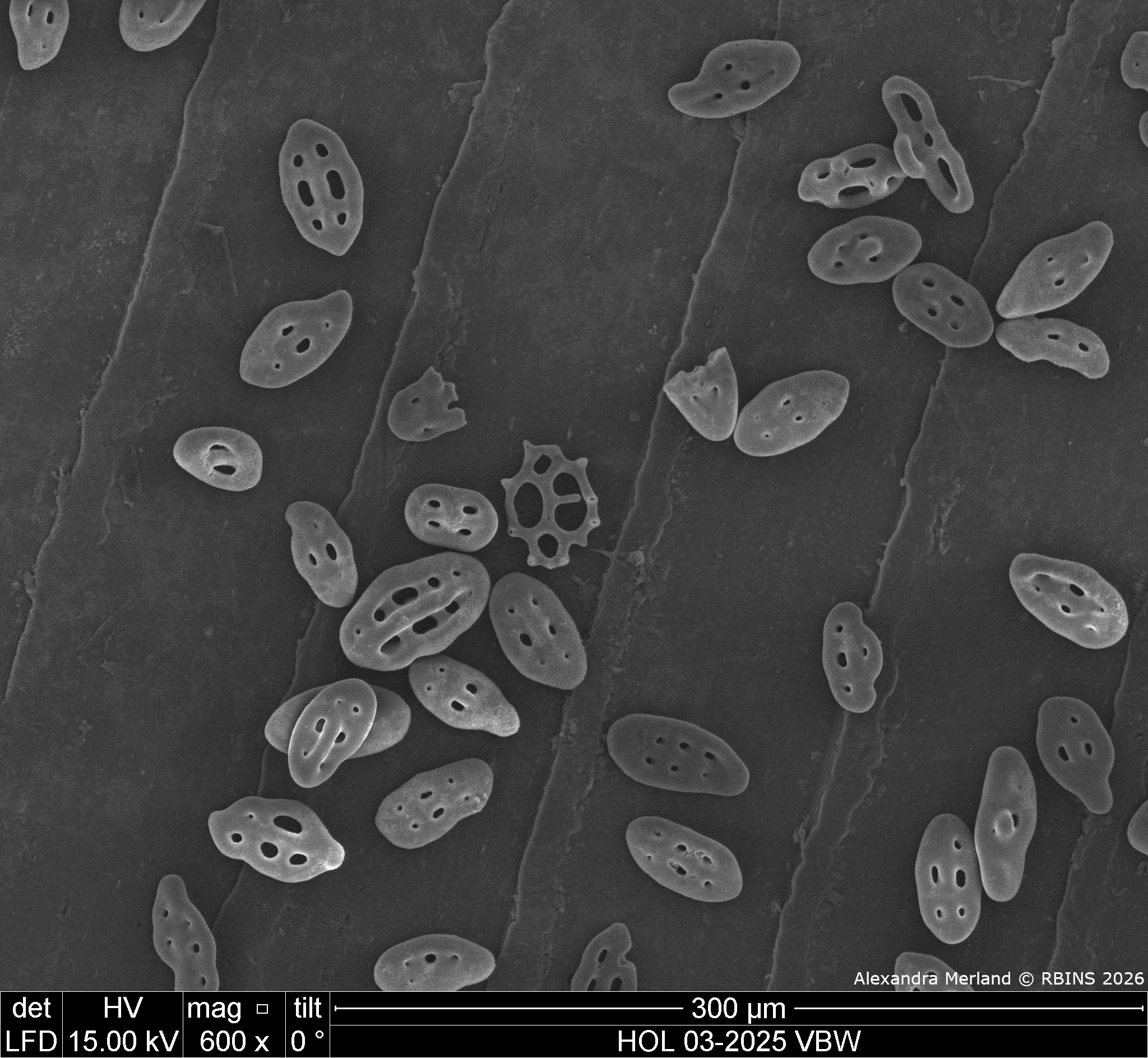 HOL 03-2025 VBW_003.jpg