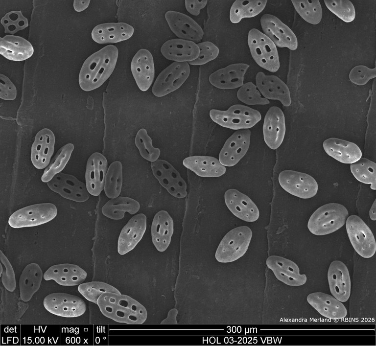 HOL 03-2025 VBW_004.jpg