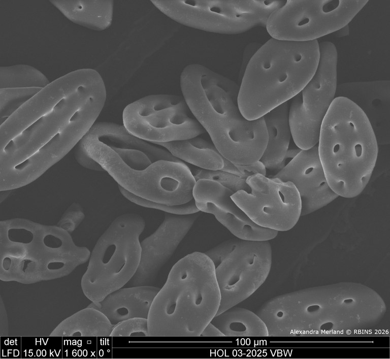 HOL 03-2025 VBW_013.jpg