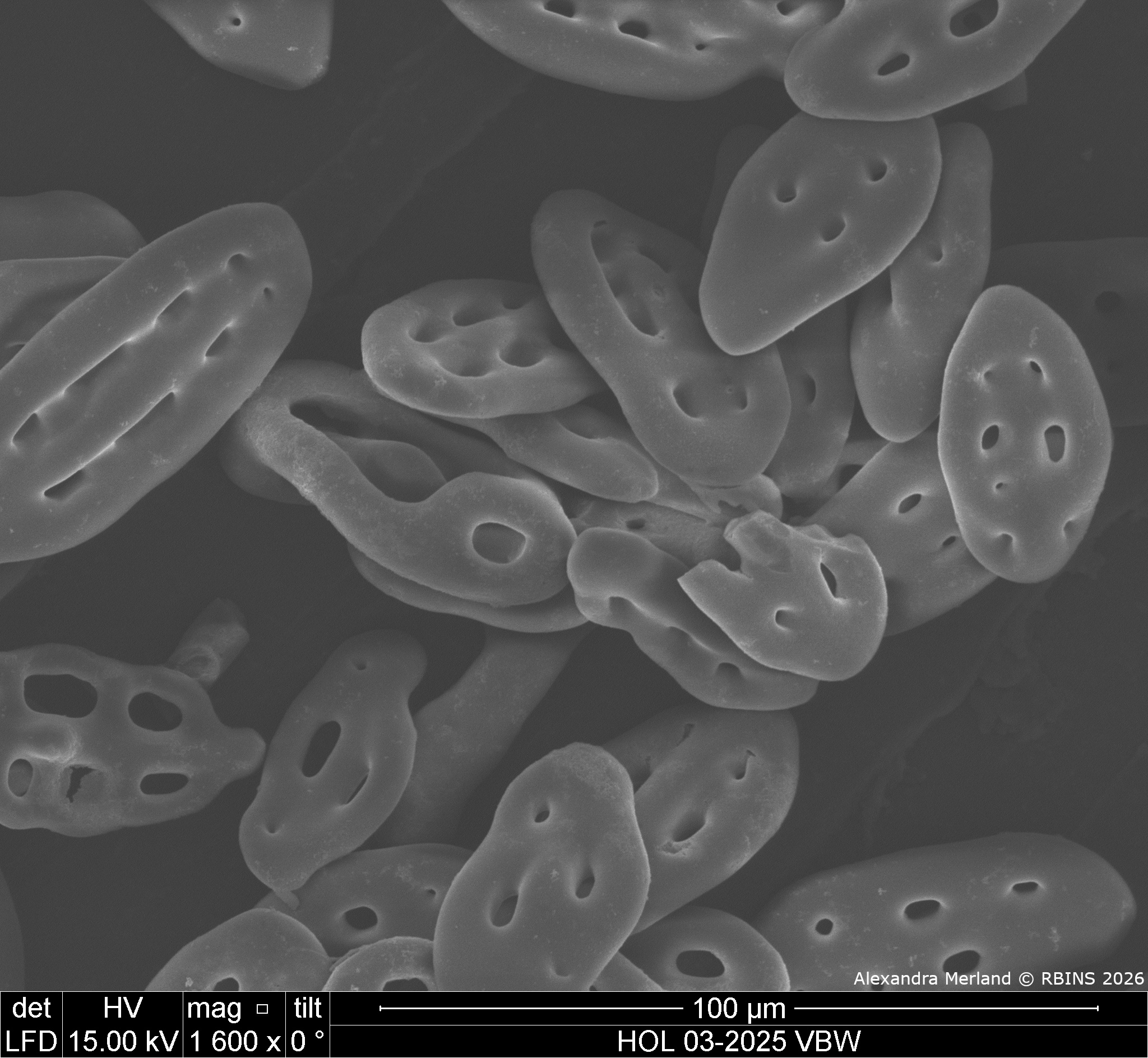 HOL 03-2025 VBW_013.jpg