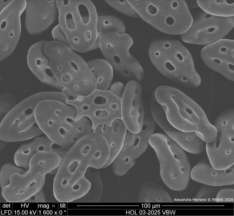 HOL 03-2025 VBW_017.jpg