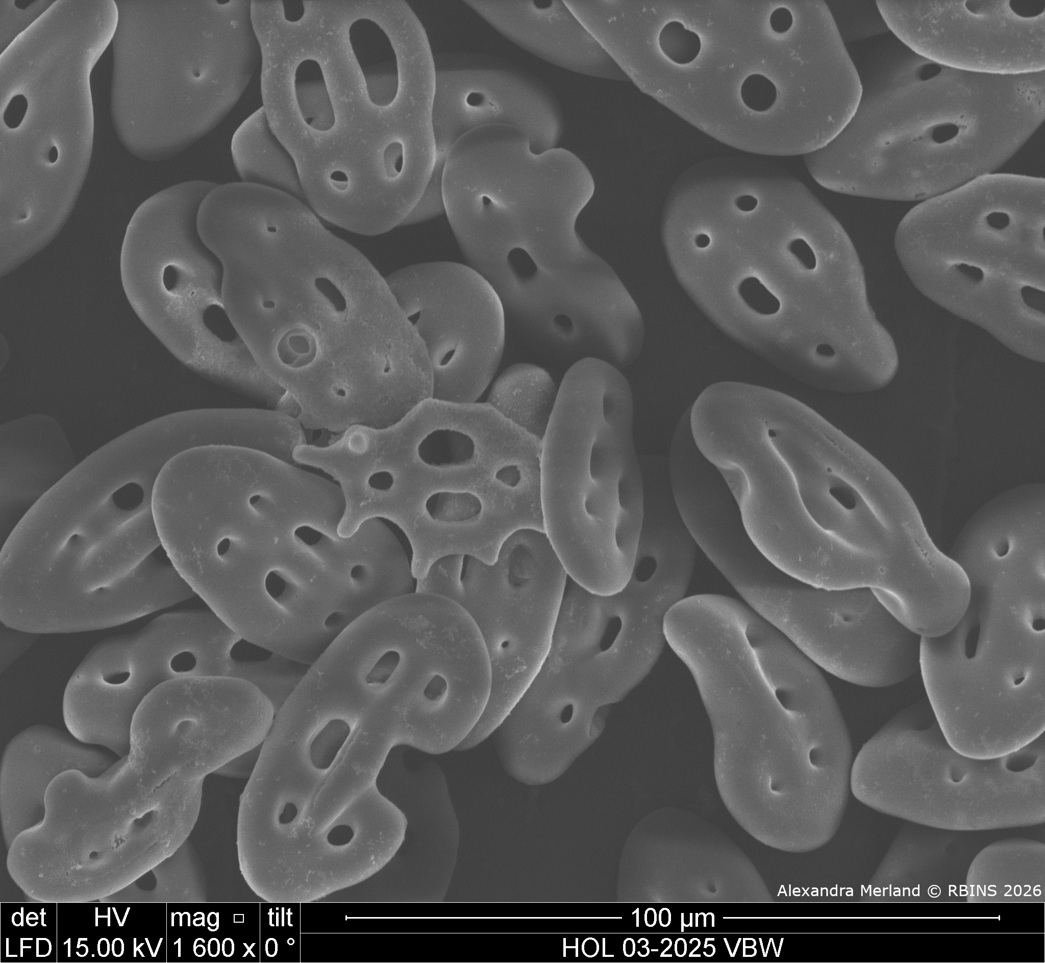 HOL 03-2025 VBW_017.jpg