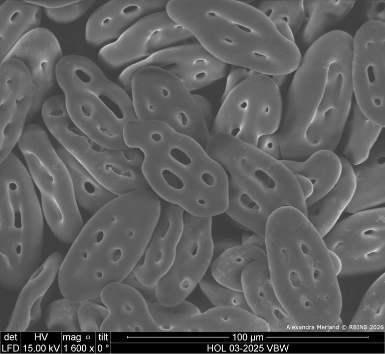 HOL 03-2025 VBW_042.jpg