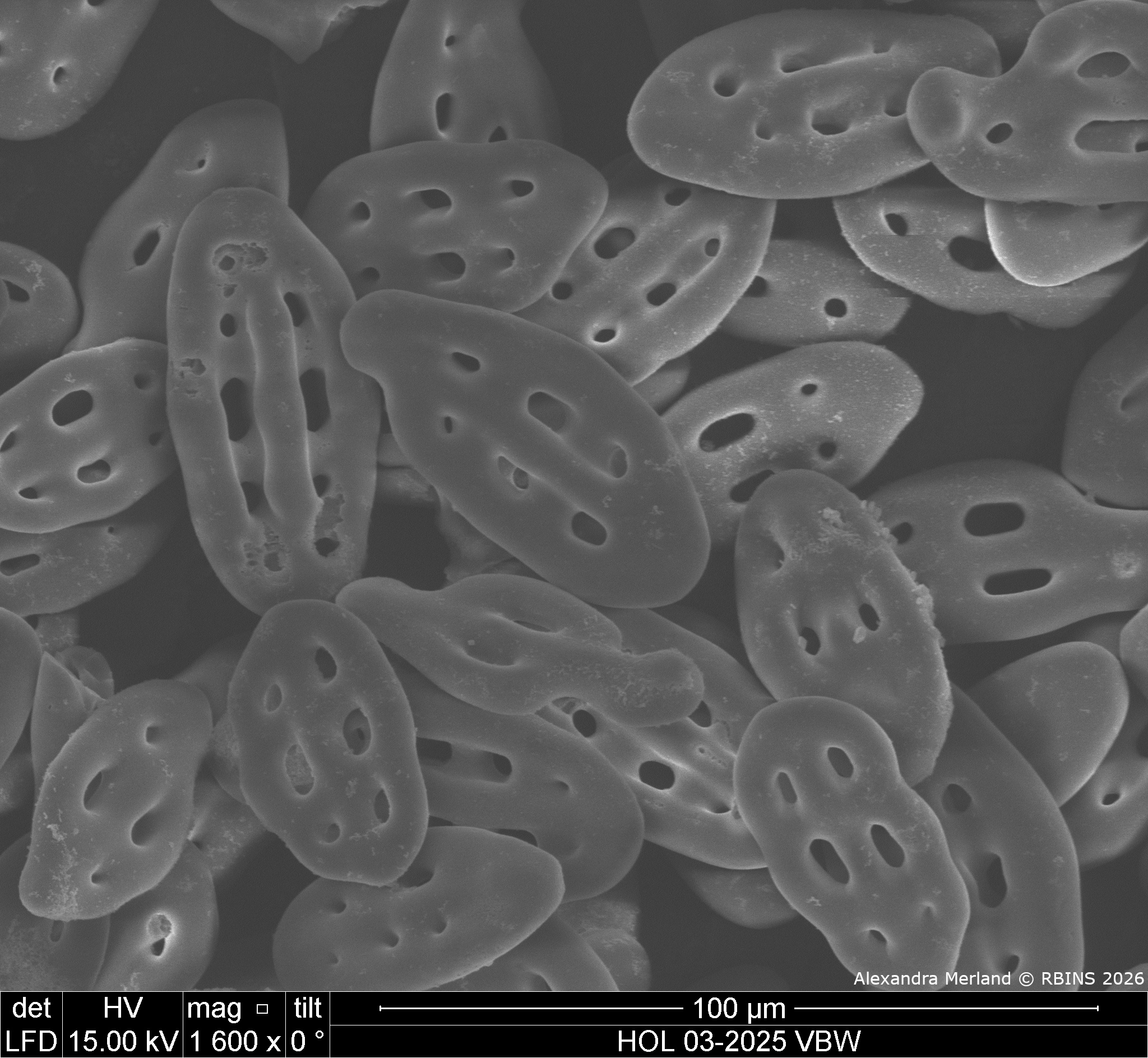 HOL 03-2025 VBW_043.jpg