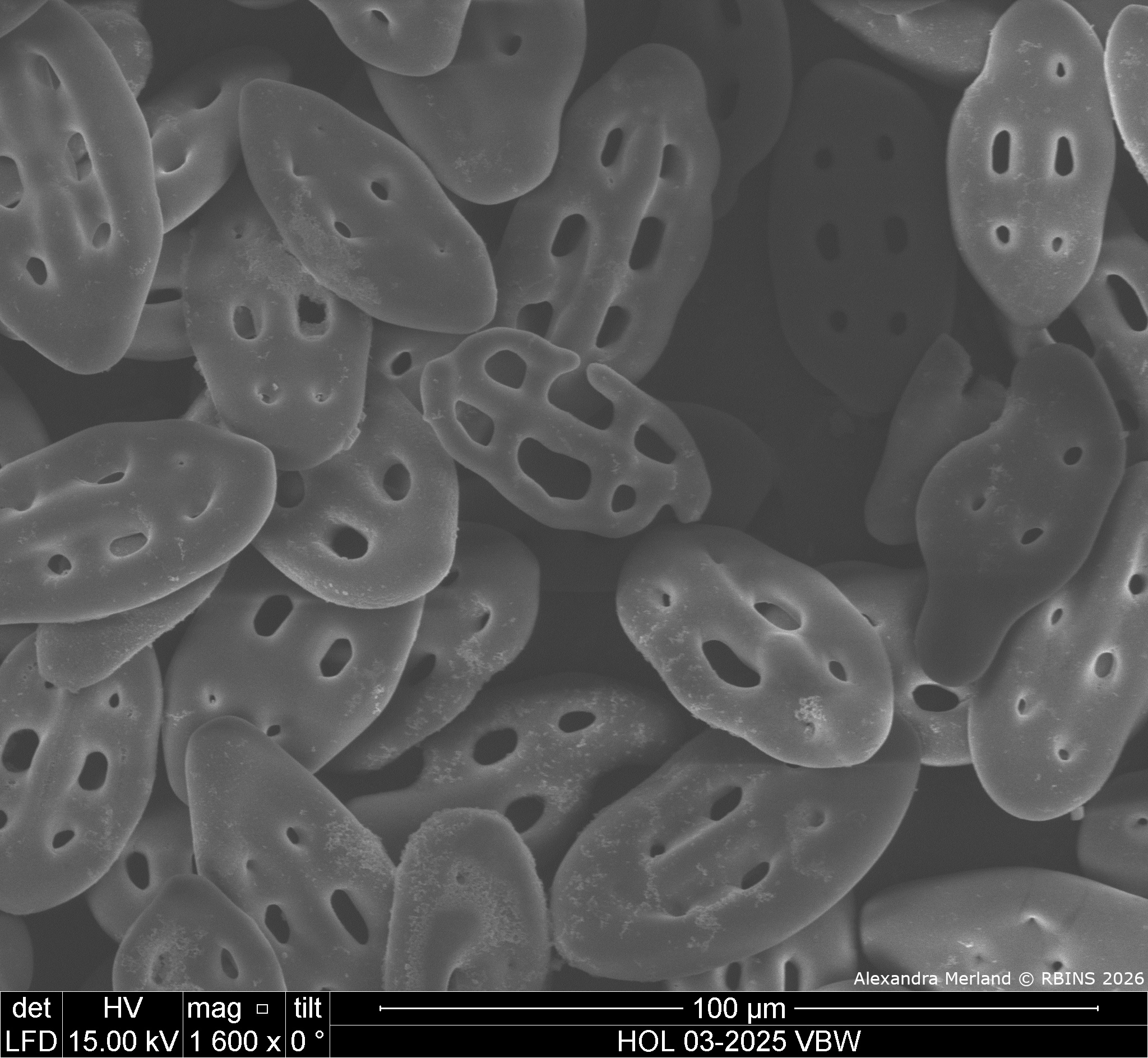 HOL 03-2025 VBW_044.jpg