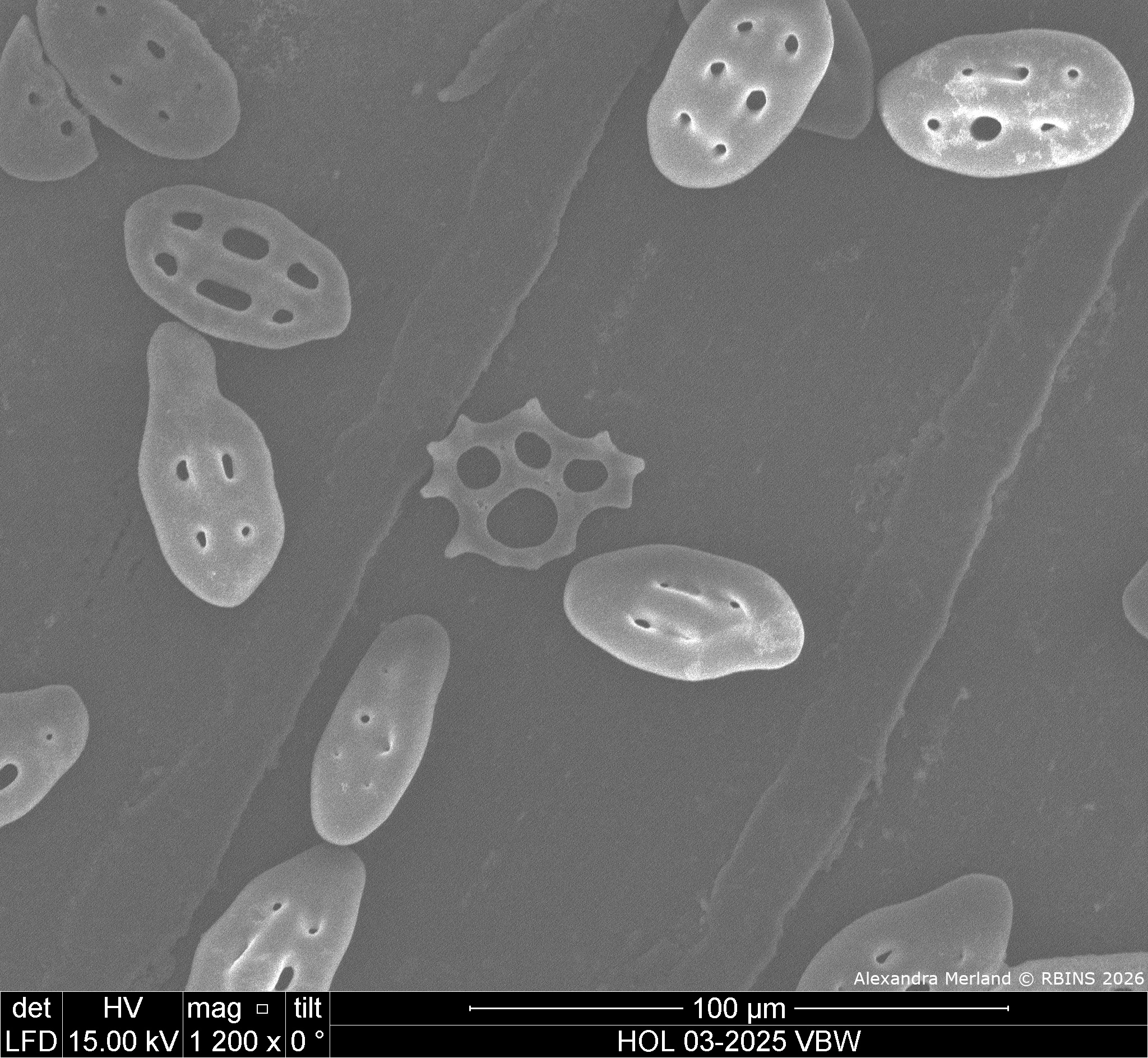 HOL 03-2025 VBW_050.jpg