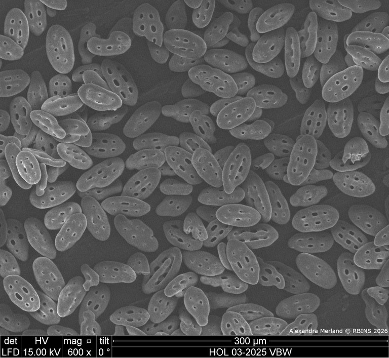 HOL 03-2025 VBW_058.jpg