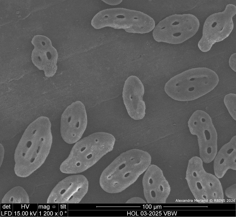 HOL 03-2025 VBW_069.jpg