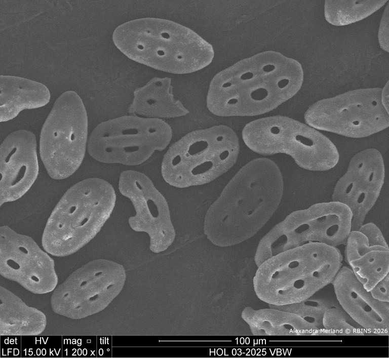 HOL 03-2025 VBW_070.jpg