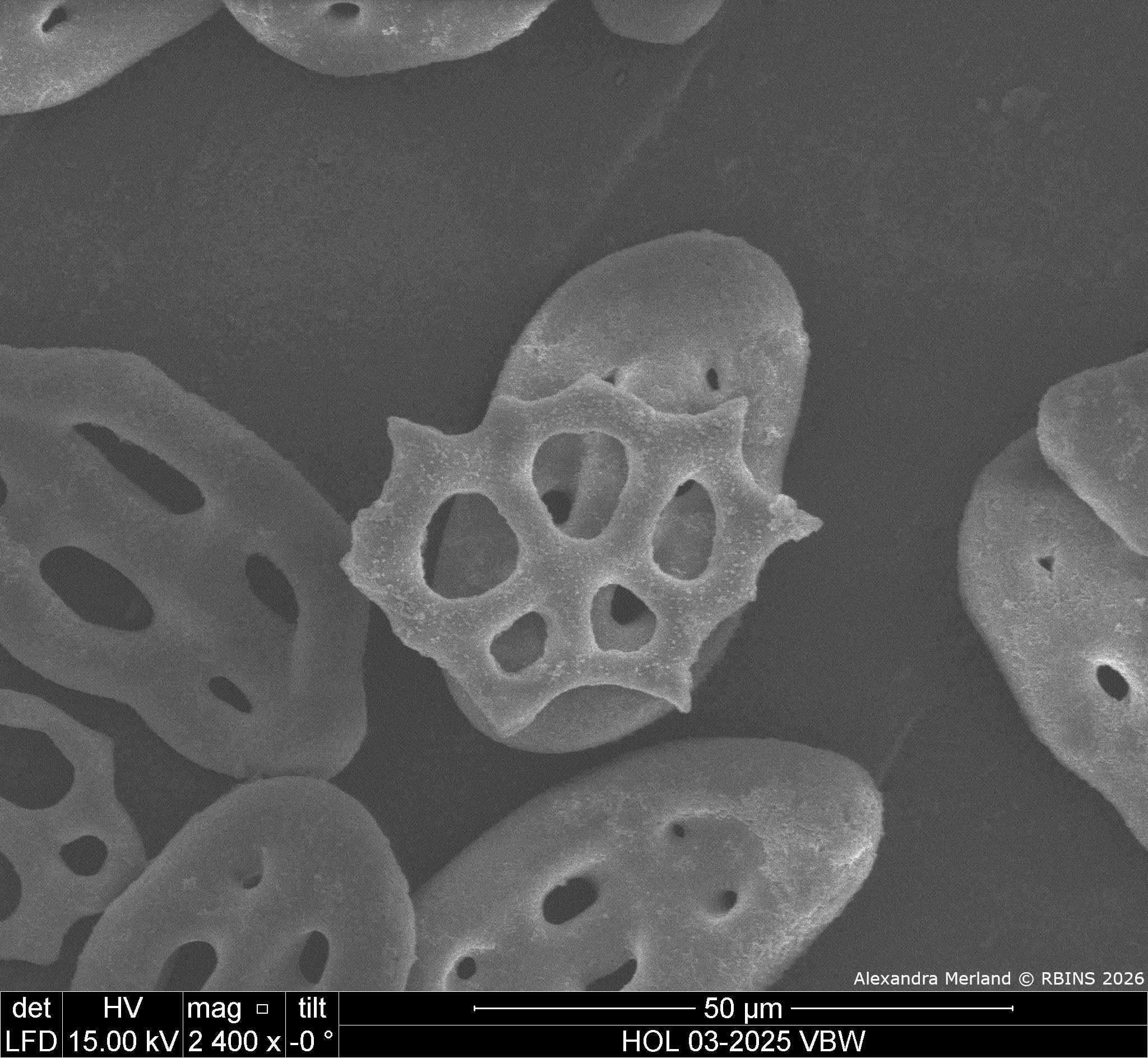 HOL 03-2025 VBW_073.jpg