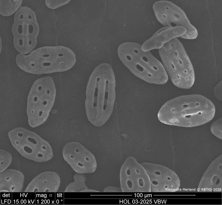 HOL 03-2025 VBW_076.jpg