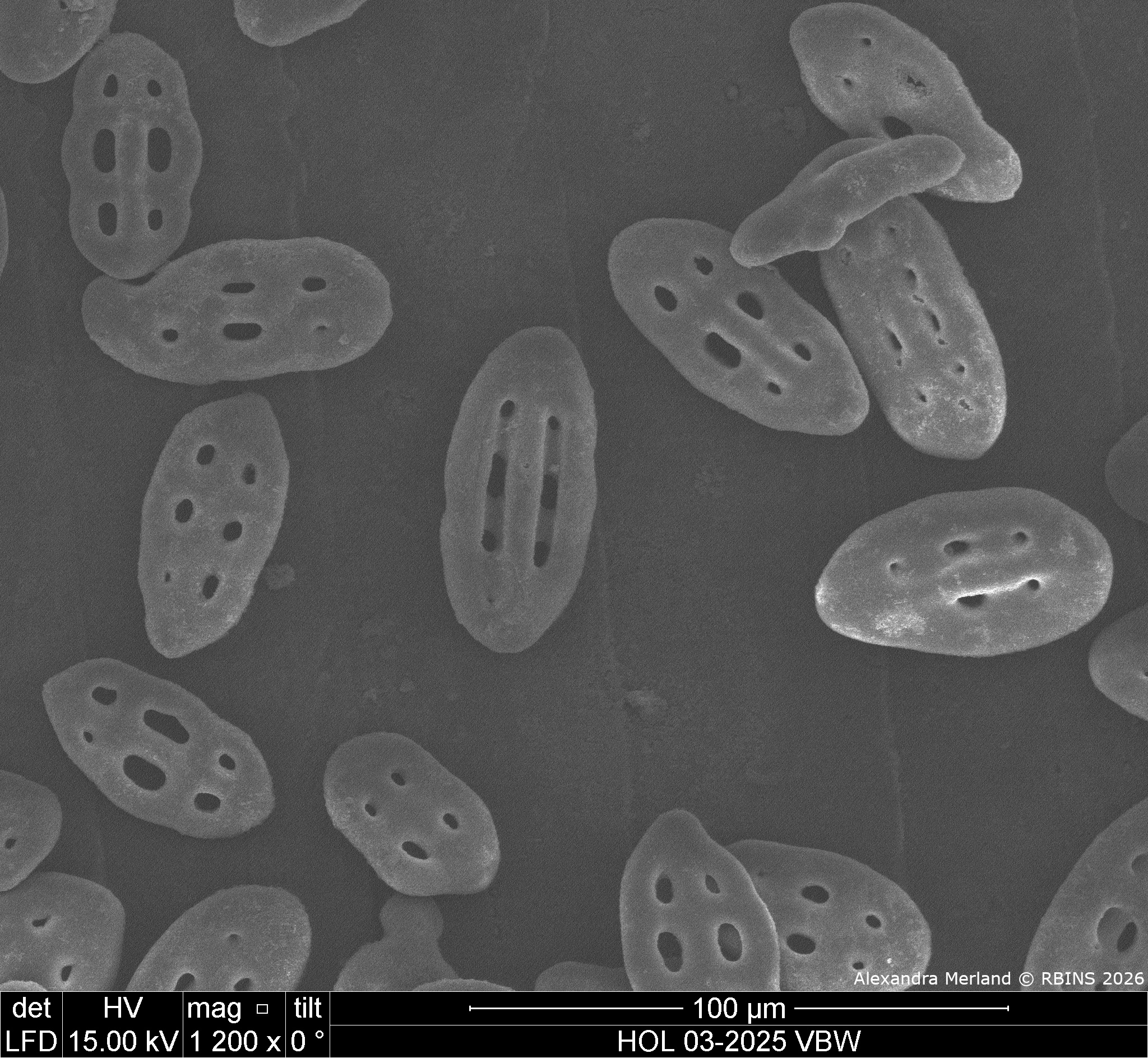 HOL 03-2025 VBW_076.jpg