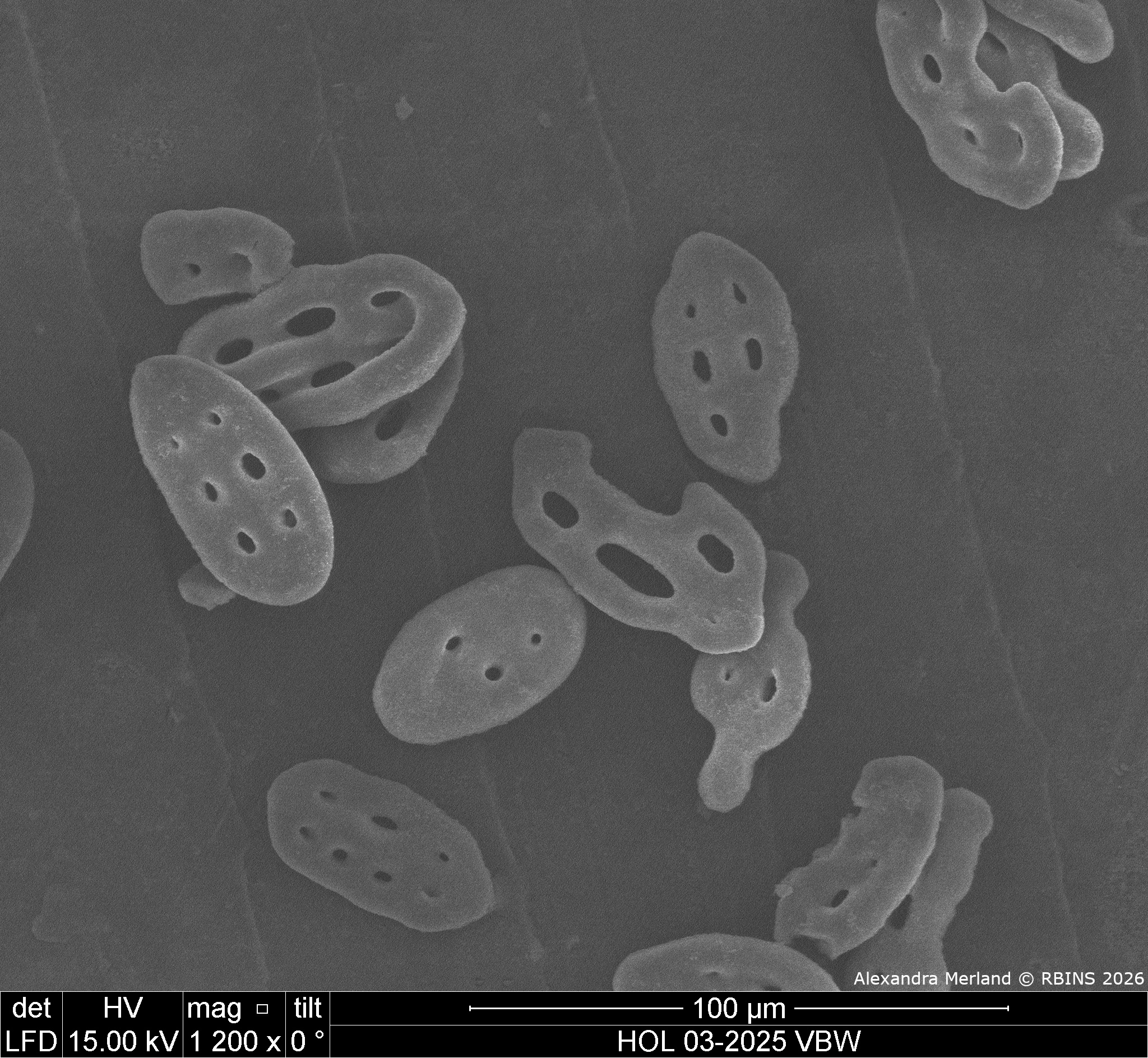 HOL 03-2025 VBW_077.jpg