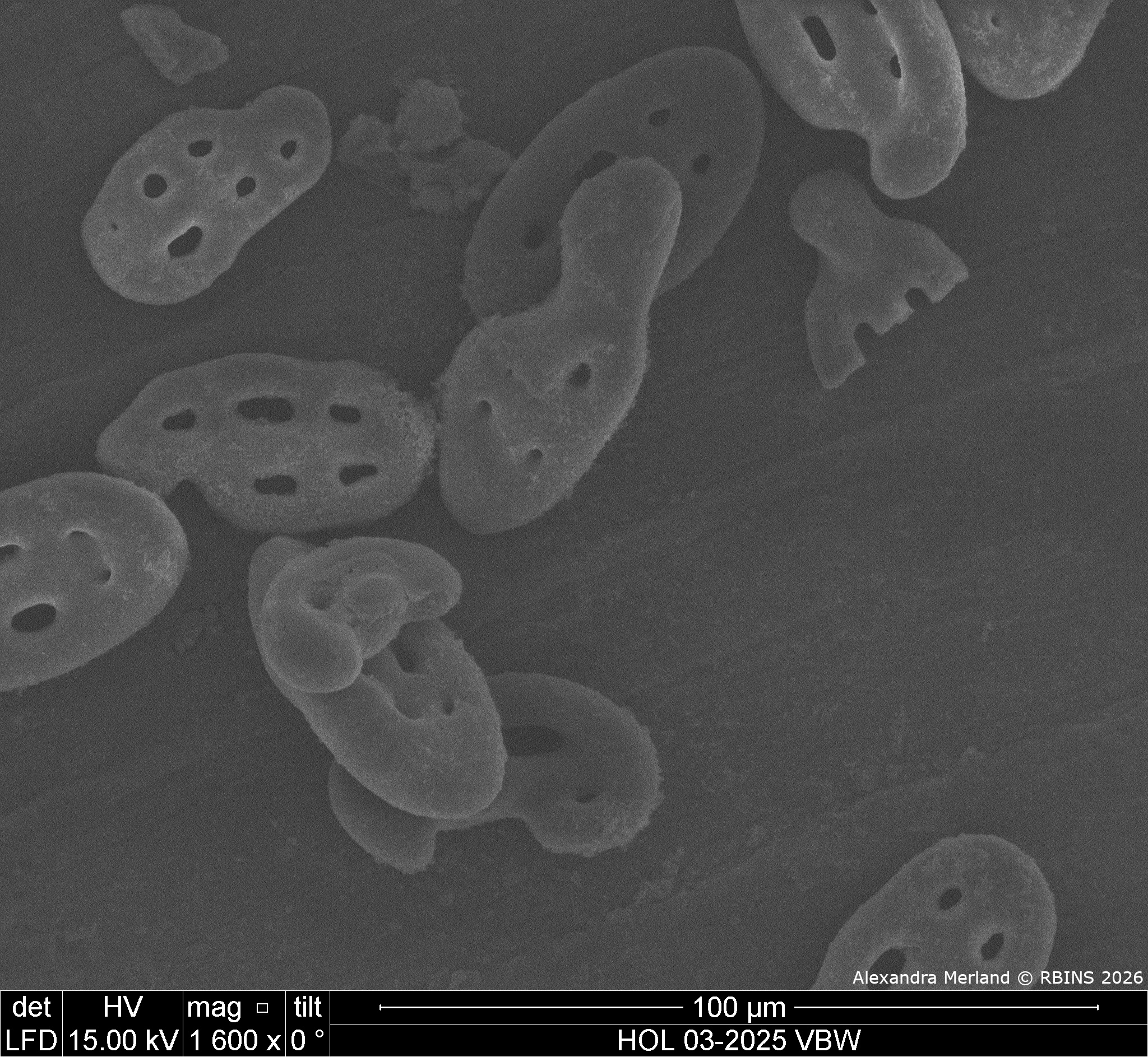 HOL 03-2025 VBW_096.jpg