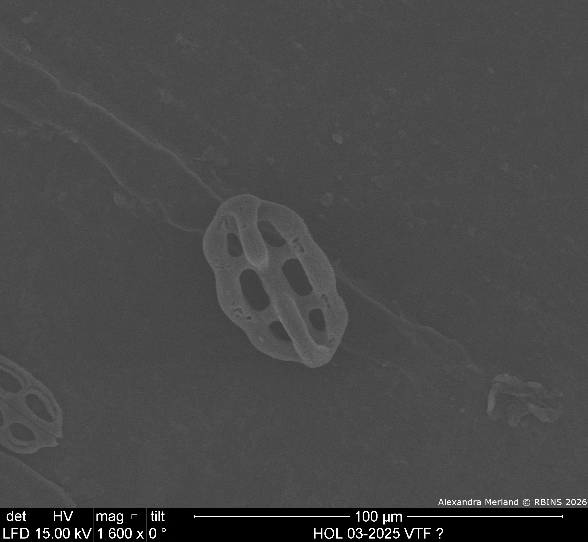 HOL 03-2025 VTF_046.jpg