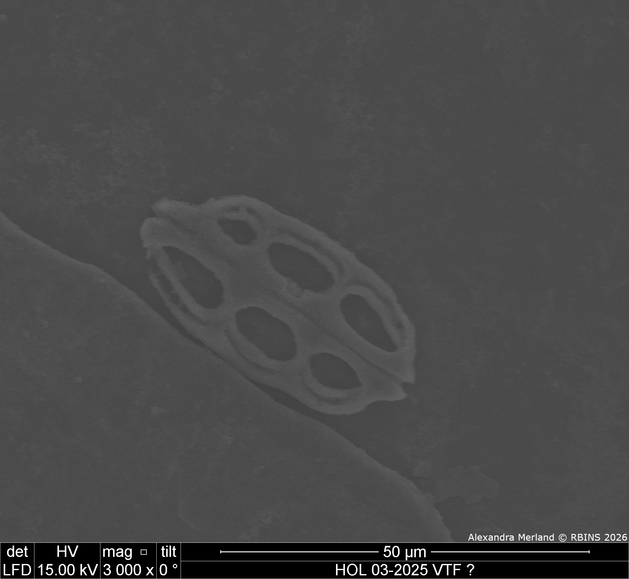 HOL 03-2025 VTF_047.jpg