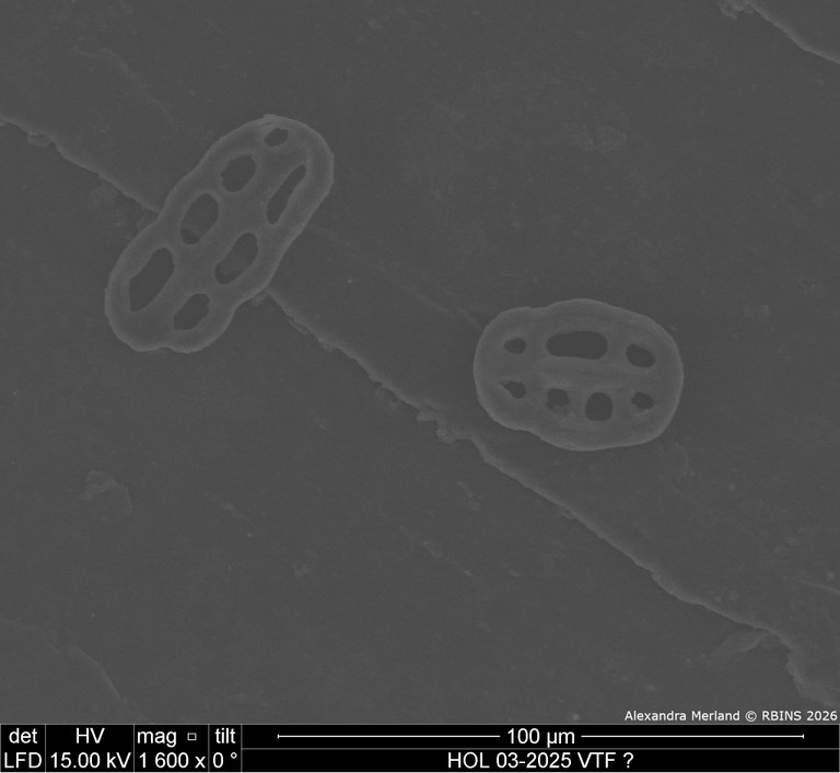 HOL 03-2025 VTF_087.jpg