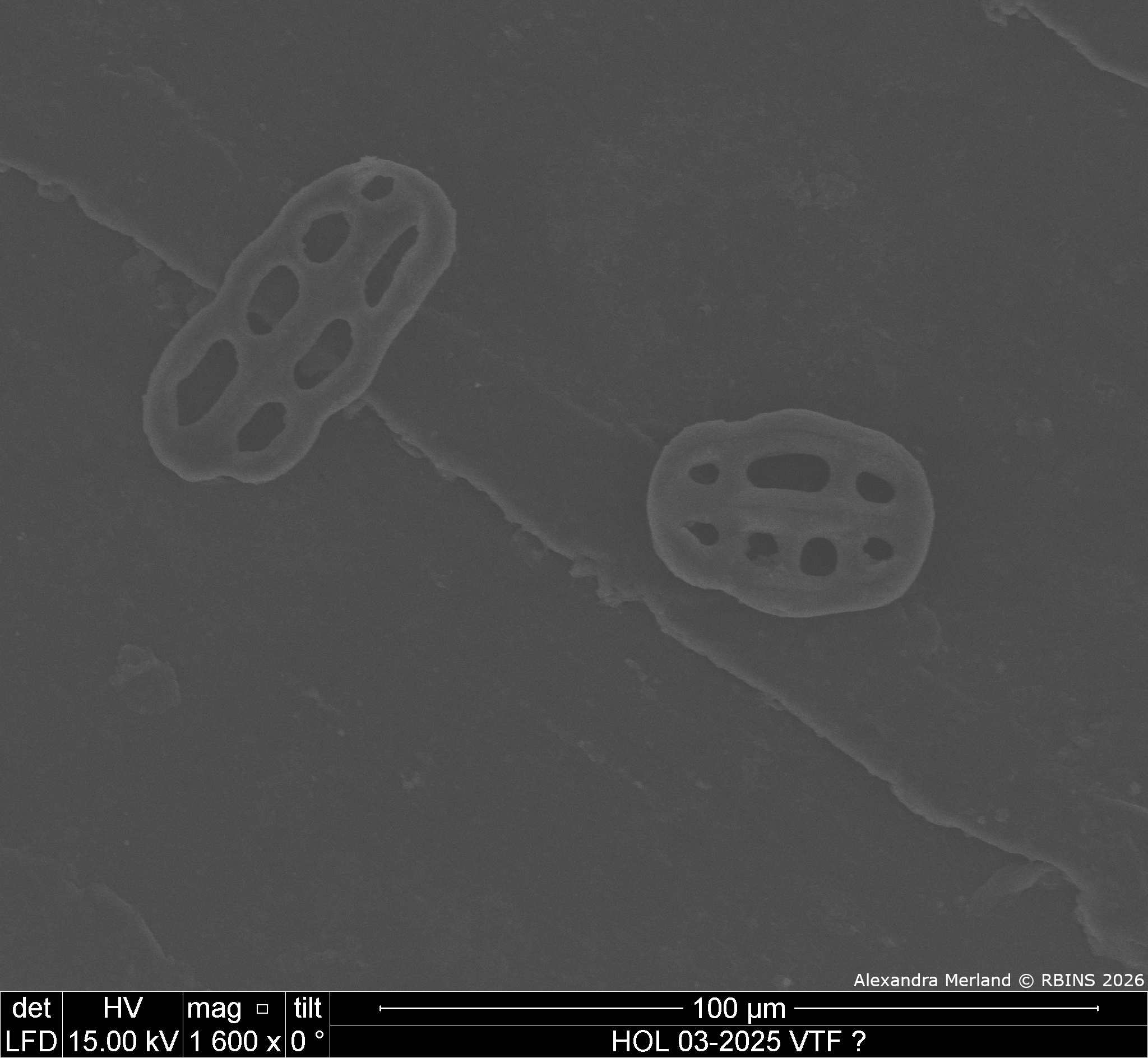 HOL 03-2025 VTF_087.jpg